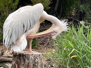 神戸どうぶつ王国に投稿された画像（2022/6/5）