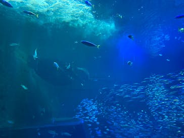 南知多ビーチランド＆南知多おもちゃ王国に投稿された画像（2022/6/5）