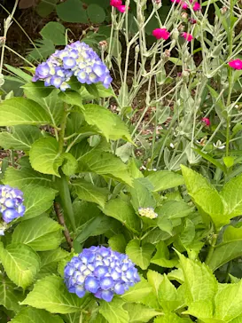 ひらかたパークに投稿された画像（2022/6/5）