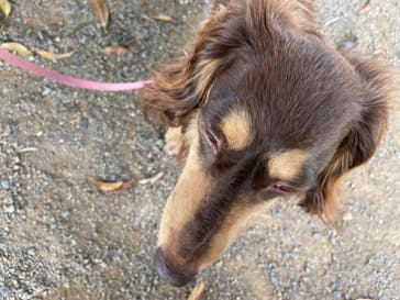 世界の名犬牧場に投稿された画像（2022/6/5）