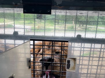 群馬サファリパークに投稿された画像（2022/6/5）