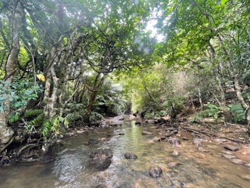 西表島 ADVENTURE PiPi（アドベンチャーピピ）に投稿された画像（2022/6/5）