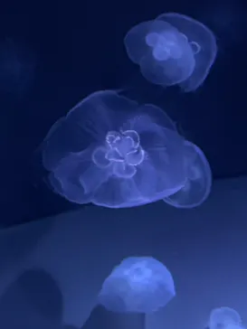 サンシャイン水族館に投稿された画像（2022/6/5）
