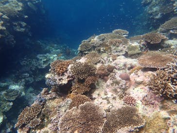 石垣島 ADVENTURE PiPi（イシガキジマアドベンチャーピピ）に投稿された画像（2022/6/5）