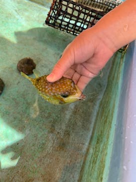 志摩市浜島磯体験施設 海ほおずきに投稿された画像（2022/6/5）