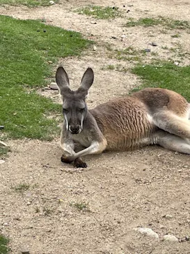 神戸どうぶつ王国に投稿された画像（2022/6/5）
