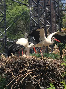 天王寺動物園に投稿された画像（2022/6/5）