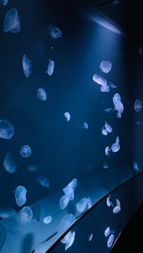 サンシャイン水族館に投稿された画像（2022/6/5）