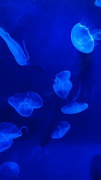 サンシャイン水族館に投稿された画像（2022/6/5）