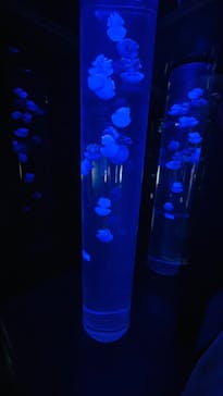 サンシャイン水族館に投稿された画像（2022/6/5）