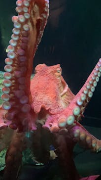 サンシャイン水族館に投稿された画像（2022/6/5）