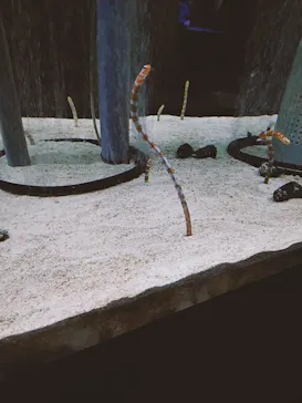 すみだ水族館に投稿された画像（2022/6/5）