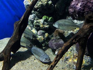 箱根園水族館に投稿された画像（2022/6/5）