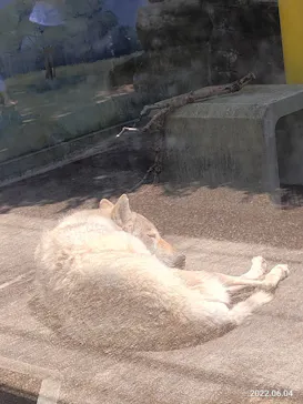 天王寺動物園に投稿された画像（2022/6/5）