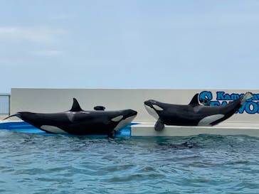 鴨川シーワールドに投稿された画像（2022/6/5）