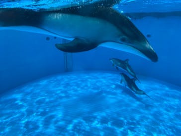 鴨川シーワールドに投稿された画像（2022/6/5）