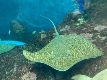 鴨川シーワールドに投稿された画像（2022/6/5）