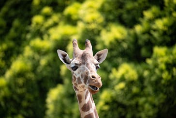 九十九島動植物園森きららに投稿された画像（2022/6/4）