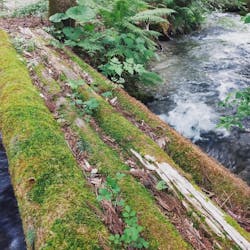 白馬　倉下の湯キャンプ場　LCグランピングに投稿された画像（2022/6/6）