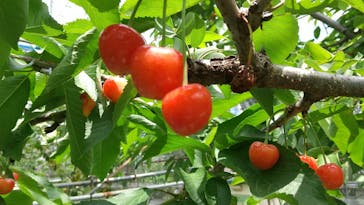 小野洋蘭果樹園に投稿された画像（2022/6/6）