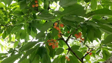 小野洋蘭果樹園に投稿された画像（2022/6/6）