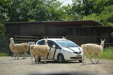 東北サファリパークに投稿された画像（2022/6/6）