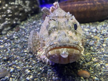 新江ノ島水族館に投稿された画像（2022/6/6）