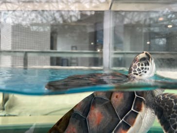 名古屋港水族館に投稿された画像（2022/6/6）