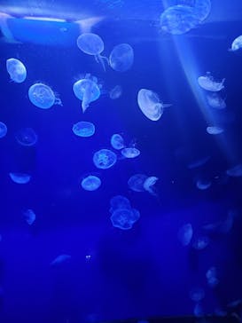 サンシャイン水族館に投稿された画像（2022/6/6）