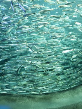 サンシャイン水族館に投稿された画像（2022/6/6）