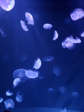 サンシャイン水族館に投稿された画像（2022/6/6）