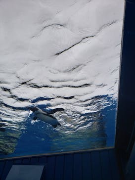 サンシャイン水族館に投稿された画像（2022/6/6）