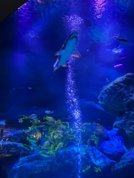 すみだ水族館に投稿された画像（2022/6/6）