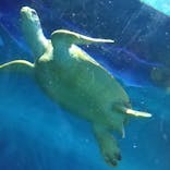 しながわ水族館に投稿された画像（2022/6/6）
