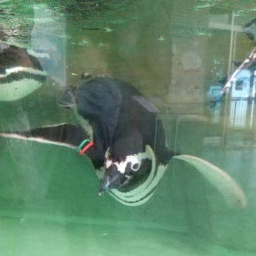 しながわ水族館に投稿された画像（2022/6/6）