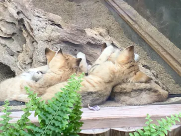 神戸どうぶつ王国に投稿された画像（2022/6/6）