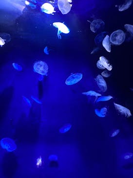 サンシャイン水族館に投稿された画像（2022/6/6）