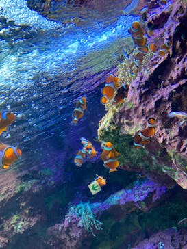 サンシャイン水族館に投稿された画像（2022/6/6）