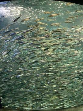 サンシャイン水族館に投稿された画像（2022/6/6）
