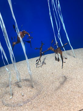 サンシャイン水族館に投稿された画像（2022/6/6）