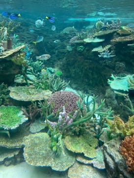 名古屋港水族館に投稿された画像（2022/6/6）