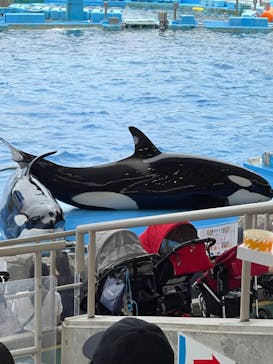 名古屋港水族館に投稿された画像（2022/6/6）
