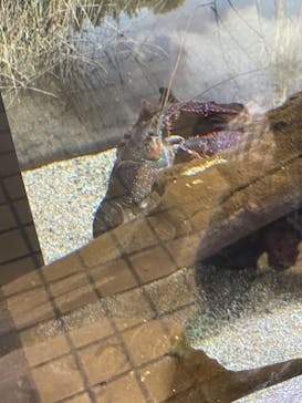 名古屋港水族館に投稿された画像（2022/6/6）