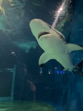 アクアワールド茨城県大洗水族館に投稿された画像（2022/6/6）