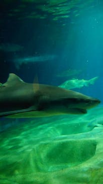 アクアワールド茨城県大洗水族館に投稿された画像（2022/6/6）