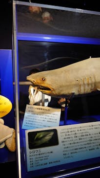 アクアワールド茨城県大洗水族館に投稿された画像（2022/6/6）