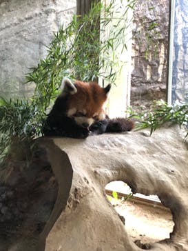 よこはま動物園ズーラシアに投稿された画像（2022/6/6）
