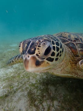 宮古島 ADVENTURE PiPi（ミヤコジマ アドベンチャー ピピ）に投稿された画像（2022/6/7）