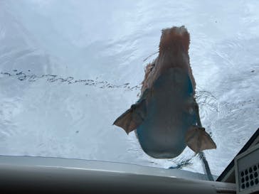 サンシャイン水族館に投稿された画像（2022/6/7）