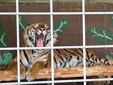 しろとり動物園に投稿された画像（2022/6/7）